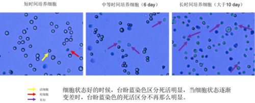 染色剂染好细胞还可以存活-图2