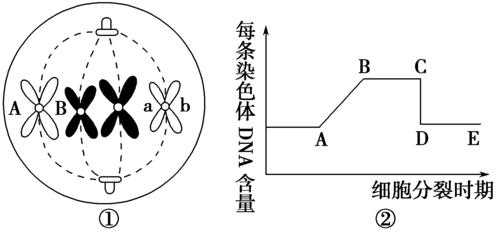 什么是单一染料染色体-图1