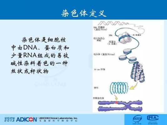 什么是单一染料染色体-图2