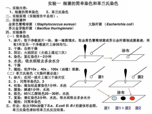  简单染色法使用的染料是「简单染色法的基本原理」-图3