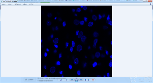 细胞dapi染色 大分子染料致细胞染色-图1