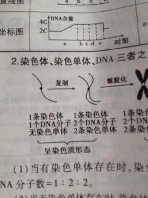 染色体可以被什么染料代替,染色体可用什么试剂染色 -图1