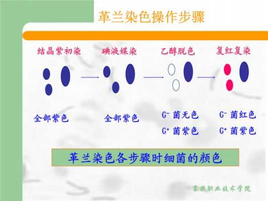 革兰染色的染料第一液为（革兰染色所用试剂分别为）-图3