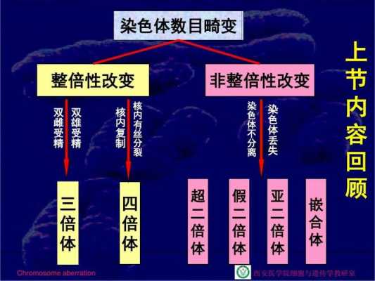 碱性染料可以固定染色体吗,碱性染料可以染染色体吗 -图1