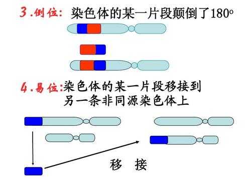  能使染色体着色的染料「能使染色体着色的碱性染料」-图1