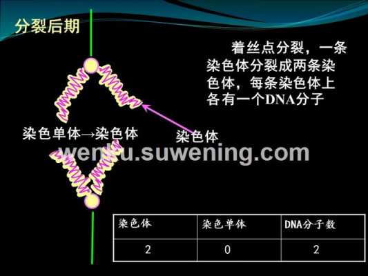  能使染色体着色的染料「能使染色体着色的碱性染料」-图2