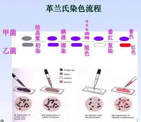 革兰氏染色中的染料（革兰氏染色的染料是什么）-图1