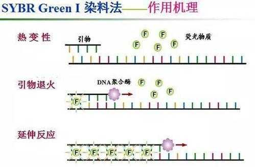 细胞浆染色荧光染料选择,细胞浆染色荧光染料选择方法 -图2