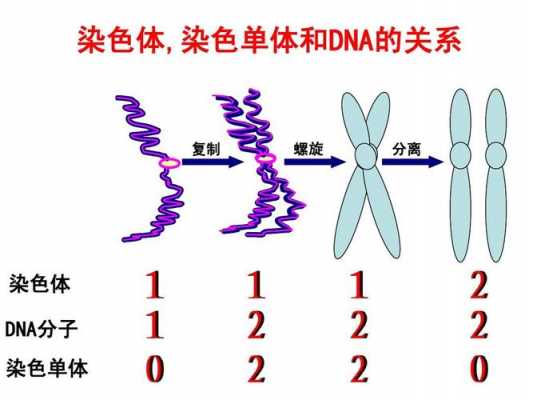 染色体用染料_染色体用什么-图1