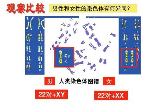 染色体染料染什么色,染色体用什么试剂染色呈什么颜色 -图2