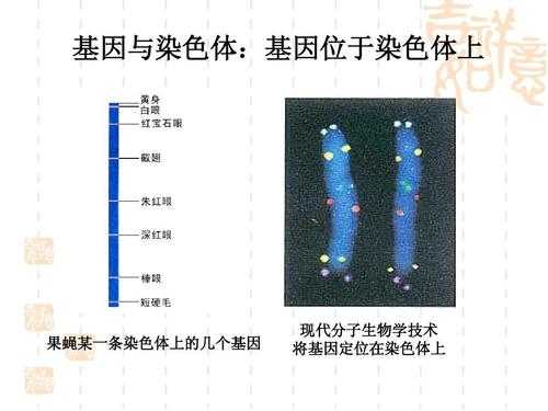 染色体染料染什么色,染色体用什么试剂染色呈什么颜色 -图3