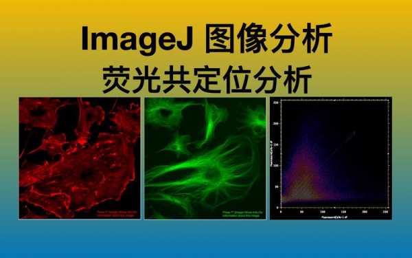 共定位图像分析过程-图2