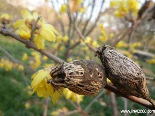 染色腊梅花的染料是什么_染色腊梅花的染料是什么颜色-图2