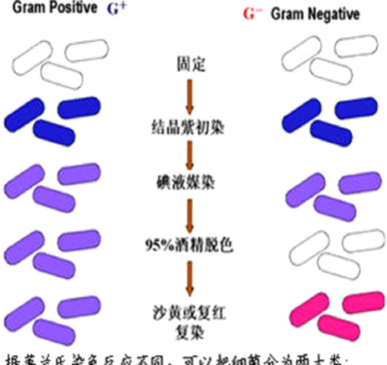 革兰氏染色使用染料的顺序,革兰氏染色使用染液的顺序 -图2