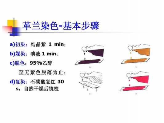 革兰氏染色使用染料的顺序,革兰氏染色使用染液的顺序 -图1