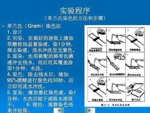 革兰氏染色使用染料的顺序,革兰氏染色使用染液的顺序 -图3