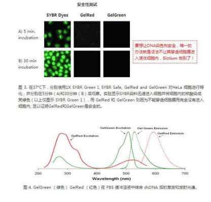 核酸染料会挥发吗 跑完胶后核酸染料染色浓度-图3