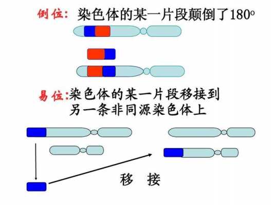 染色体容易被哪两种染料着色呢-染色体容易被哪两种染料着色-图1