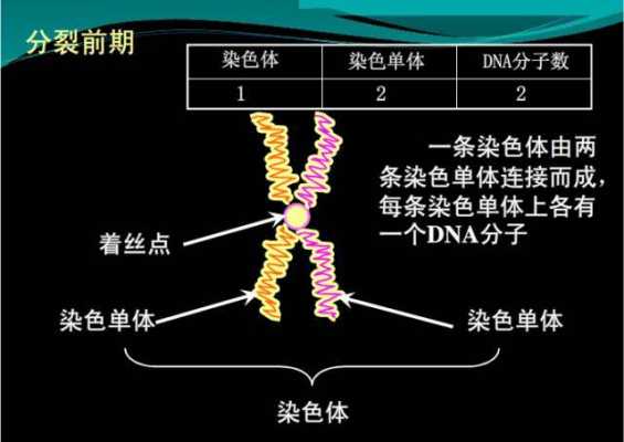 染色体容易被哪两种染料着色呢-染色体容易被哪两种染料着色-图2