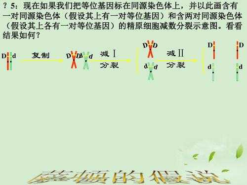 染色体的专一染料,染色体的专一染料有哪些 -图3