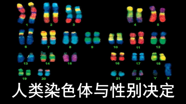 染色体的专一染料,染色体的专一染料有哪些 -图1