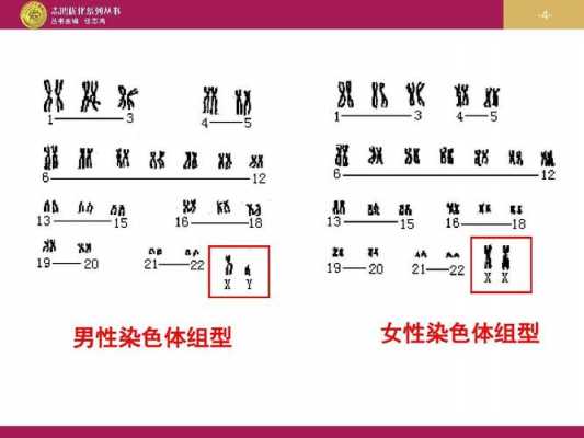 常用染色体 常见染色体染料种类-图2