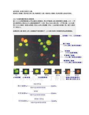 吖啶橙染色原理-图1