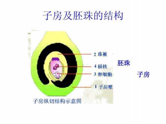 胚珠染色用什么染料比较好_胚珠 胚-图1