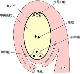 胚珠染色用什么染料比较好_胚珠 胚-图2