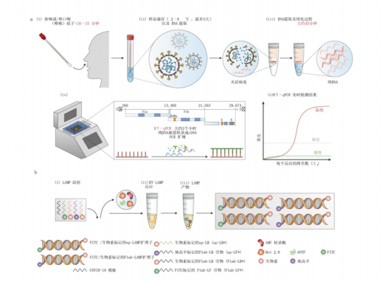 核酸检测荧光pcr法怎么做的-核酸荧光染料染色步骤-图3