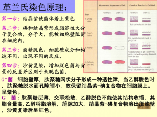 微生物常用什么染料染色_微生物染色原理是什么-图3