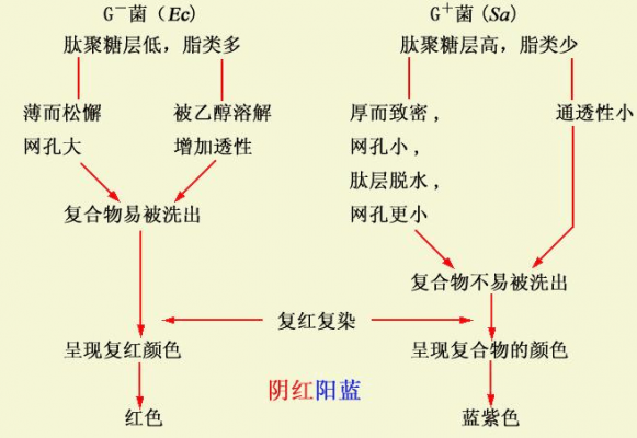 革兰染色所用染料的顺序是 革兰染色所用的染料是-图2