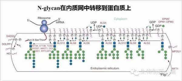 内质网染色原理-图1