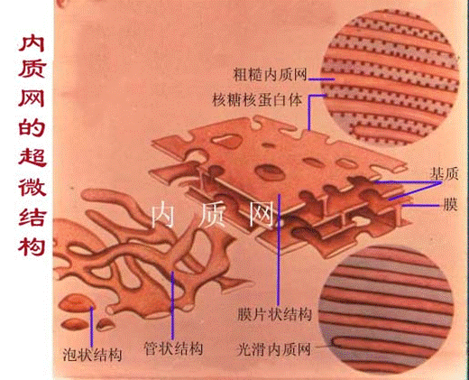 内质网染色原理-图2