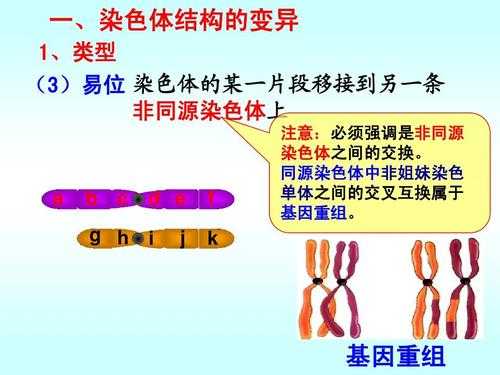 只含一个x染色体的染料是-只含一个x染色体的染料-图1