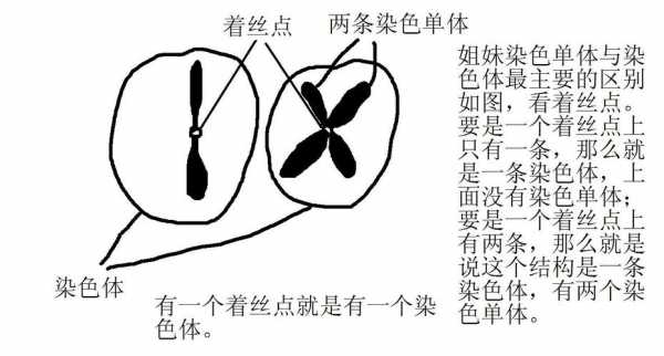 只含一个x染色体的染料是-只含一个x染色体的染料-图3