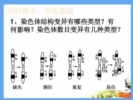 只含一个x染色体的染料是-只含一个x染色体的染料-图2