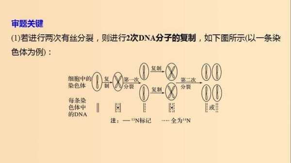 标记染色体的染料_标记染色体的意义-图3