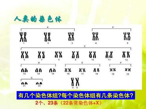 染色体组型分析实验注意事项 染色体组型分析用什么染料-图3