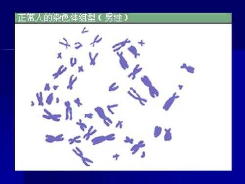 染色体组型分析实验注意事项 染色体组型分析用什么染料-图2