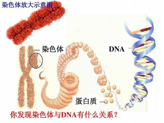  染色体是能被碱性染料染成「染色体会被碱性染料染成深色吗」-图2