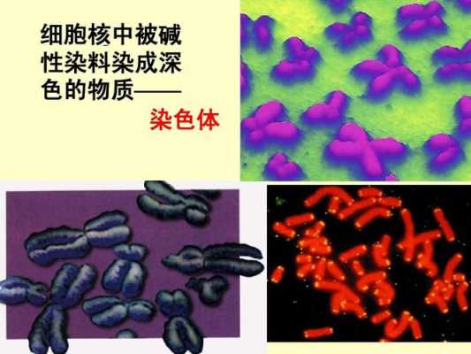 核糖体能被碱性染料染色吗-核糖体可被碱性染料染色的是-图1