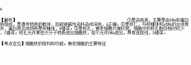 核糖体能被碱性染料染色吗-核糖体可被碱性染料染色的是-图2