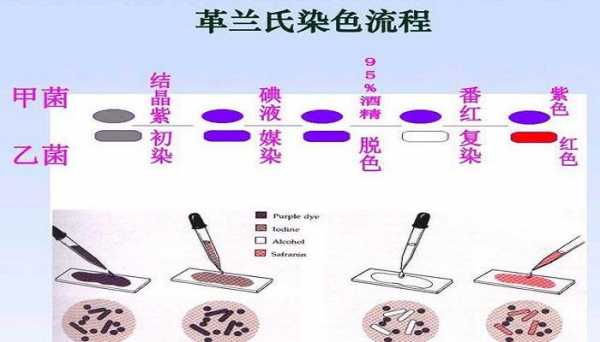 革兰染色用到了哪些染料,革兰染色所用染液的顺序是什么 -图1