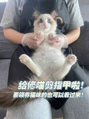 猫指甲开裂修复要多少钱一次-图2