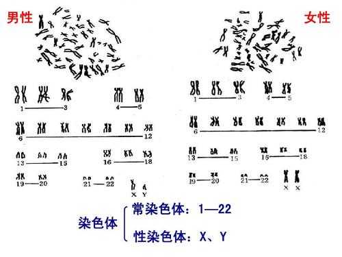 只含x性染色体的染料有哪些-图3