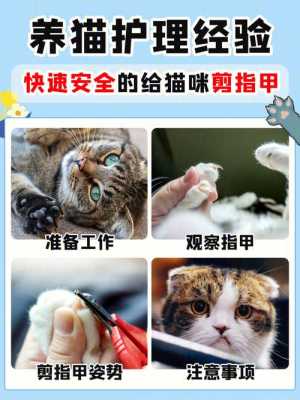 小猫的指甲怎么修剪-图3