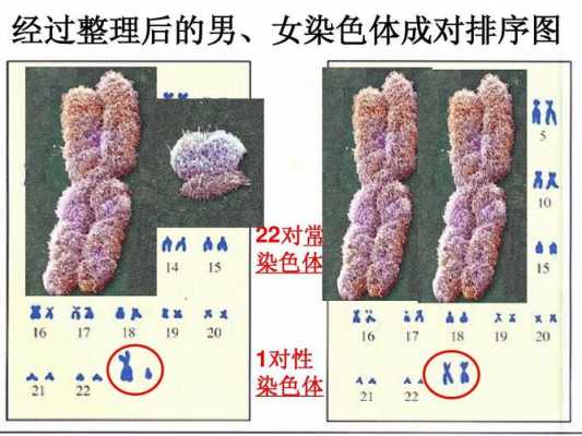 染色体会被什么碱性染料染色（染色体是能被碱性染料染成什么的物质）-图3