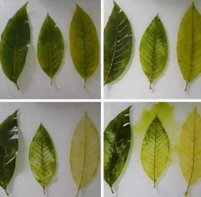 如何用树叶做绿色染料染色-图2