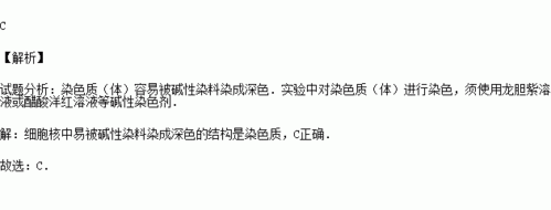 染色质能被碱性染料染色（染色质被碱性染料染色染成什么色?）-图1